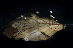 Marasmius bulliardii