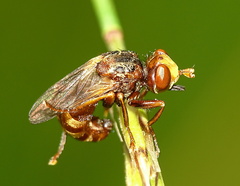 Sicus ferrugineus