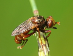 Sicus ferrugineus