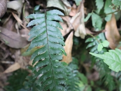 Hymenasplenium unilaterale