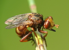 Sicus ferrugineus