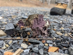 Calvatia cyathiformis