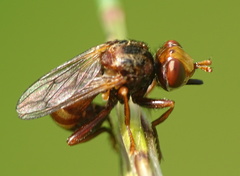 Sicus ferrugineus