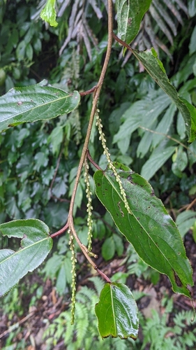Image of Stachyurus himalaicus by (c) 許文俊, some rights reserved (CC BY-SA)