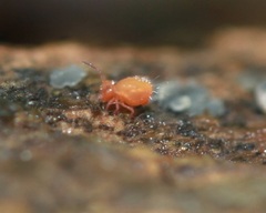 Dicyrtomidae