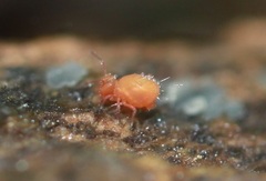 Dicyrtomidae