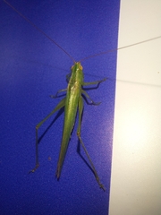 Conocephalus longipes
