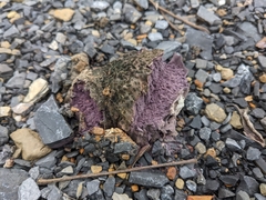 Calvatia cyathiformis