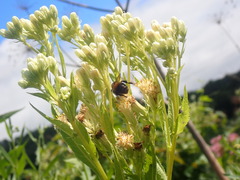 Hasteola suaveolens