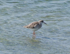Calidris pugnax