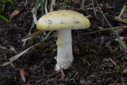 Muchotrávka slamovožltá (Amanita junquillea)