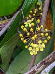 Hiraea quapara