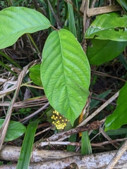 Hiraea quapara