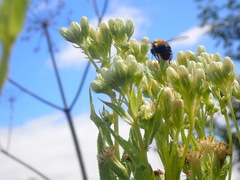 Hasteola suaveolens