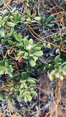 Diospyros dichrophylla