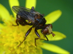 Sicus ferrugineus