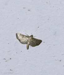 Salbia