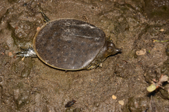 Apalone spinifera spinifera