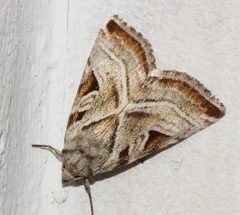 Eucarta virgo