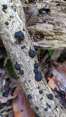 Annulohypoxylon truncatum