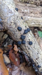 Annulohypoxylon truncatum