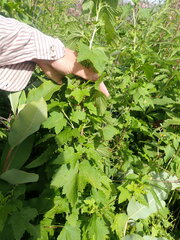 Ribes americanum