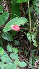Anthurium andraeanum