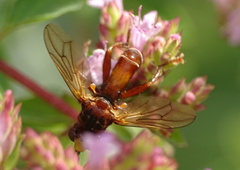 Sicus ferrugineus