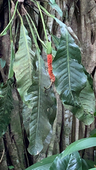 Anthurium schlechtendalii