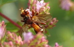 Sicus ferrugineus