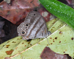 Magneuptychia fugitiva