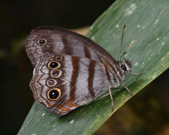 Magneuptychia fugitiva