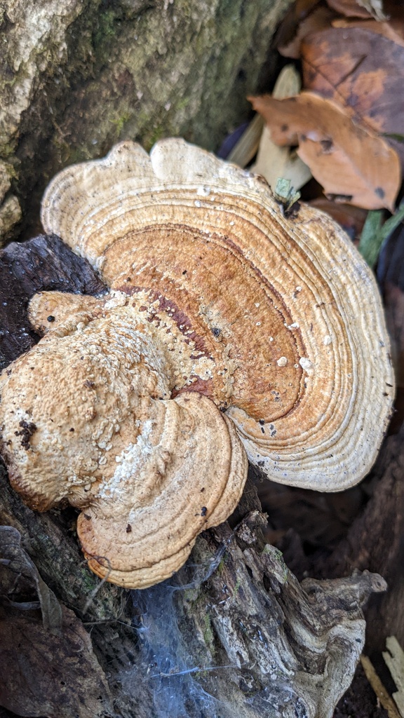 Fomitopsis dickinsii · December 2022 · photo: © atsushi_nakajima_cirque (iNaturalist, cc-by)