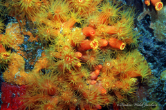 Tubastraea coccinea