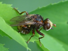 Sicus ferrugineus