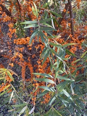 Hippophae rhamnoides