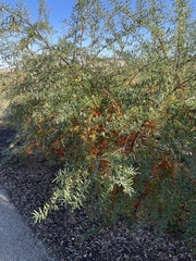 Hippophae rhamnoides