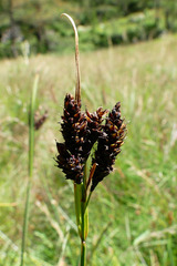 Carex atrata
