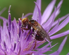 Sicus ferrugineus