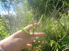 Rumex britannica