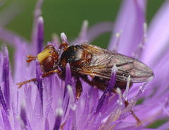 Sicus ferrugineus