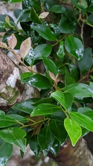 Ilex hayataiana
