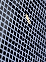 Cremastobombycia solidaginis