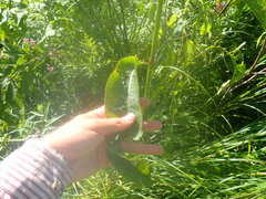 Rumex britannica