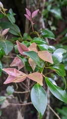 Ilex hayataiana