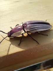 Chalcolepidius limbatus