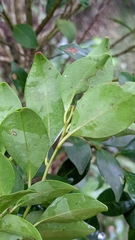 Ilex hayataiana