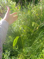 Rumex britannica