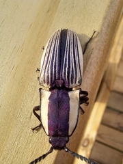 Chalcolepidius limbatus