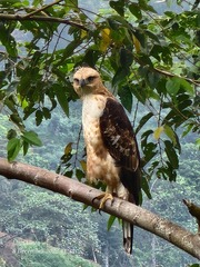 Nisaetus philippensis